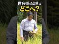 天皇陛下が刈ったお米はどこへ？ 皇居のお稲刈り #Shorts