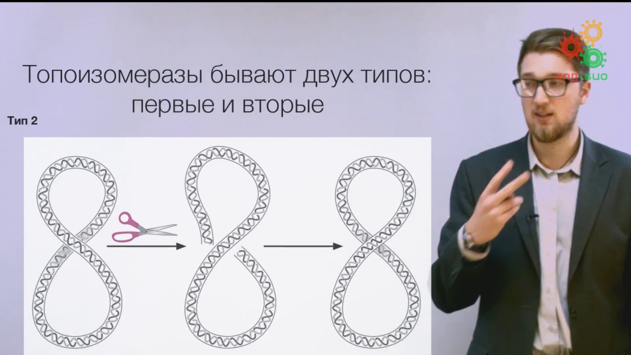 Биологические макромолекулы. Топология ДНК