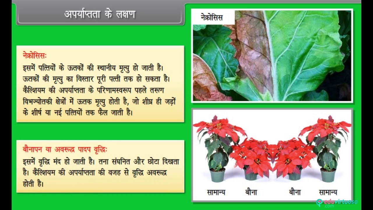 Class 11 biology cbse mineral nutrition icse free tutorial
