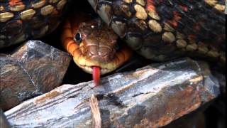 Kiss Me Said The Snake