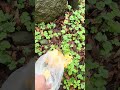 Ormanda kampta hayvanlara ekmek bıraktım #bustcraft #kamp #nature