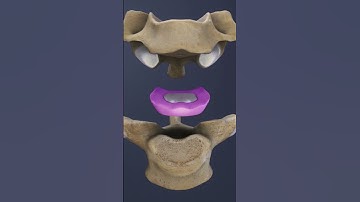 The Intervertebral Disc of the C7-T1 Spinal Motion Segment