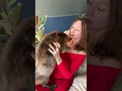 Готовим полено с