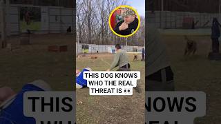 Why this protection dog ignores the decoy and targets the aggressor