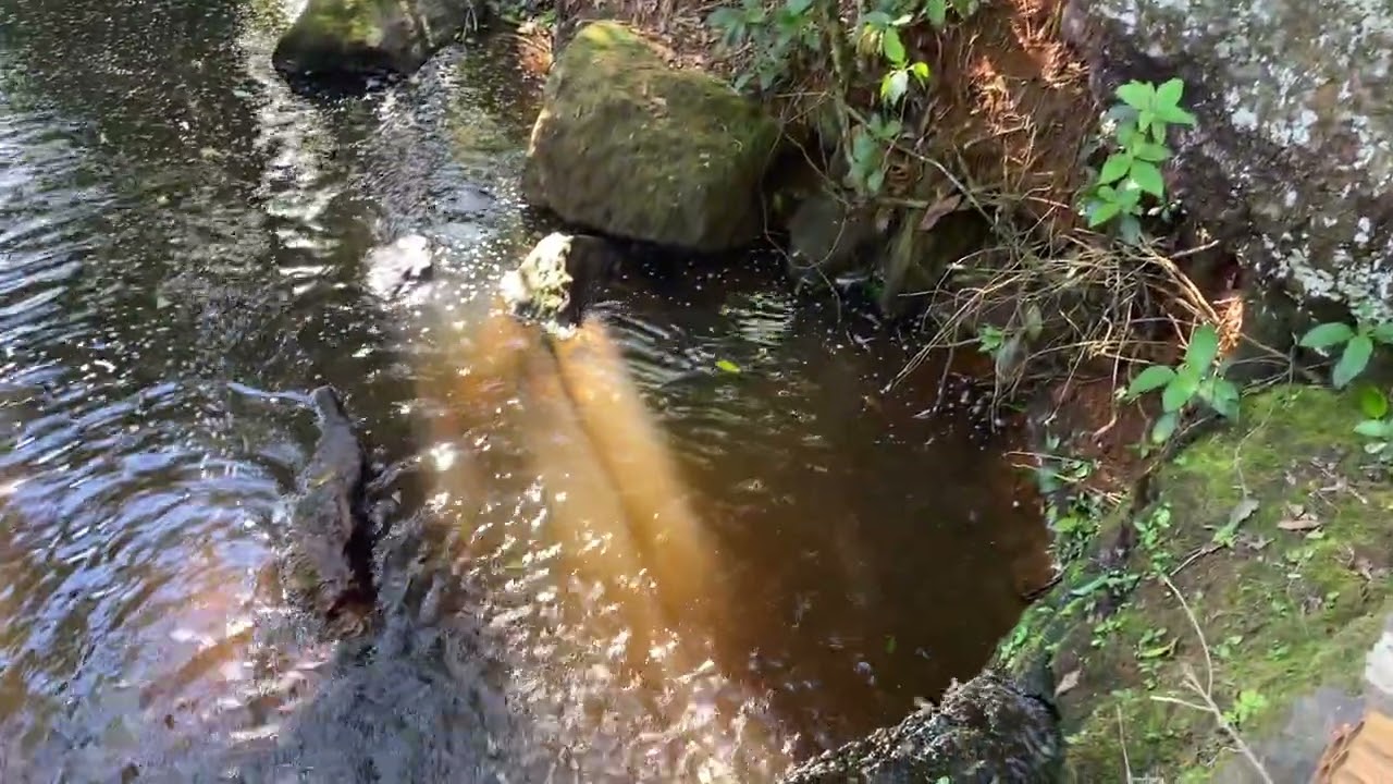Dia de aventura na roça do vovô 🔥💦🏡🌴