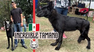 ENCONTRÉ una MANADA de CALUPOH (perro lobo de México) 47 ejemplares!!!