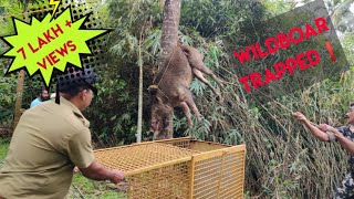 Trapping  giant wild  boar  from kerala