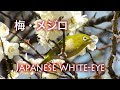 野鳥観察・梅メジロ / Zosterops japonicus / Japanese White-eye