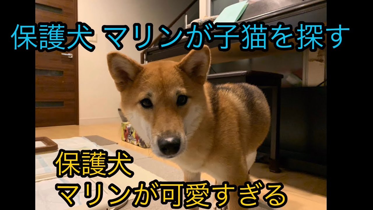 保護犬 かわいい 癒し 保護犬 マリンが子猫を探す仕草がかわいい Rescued Dog Cute Healing 動物がかわいい Youtube動画はここだ