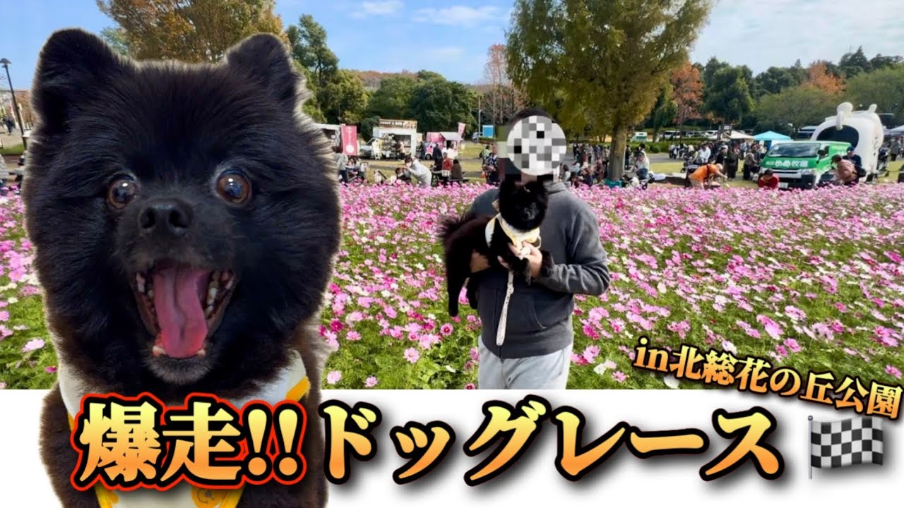 大規模ドッグイベントでドッグレースに参加してきました【ワンワンフェスタin 北総花の丘公園】