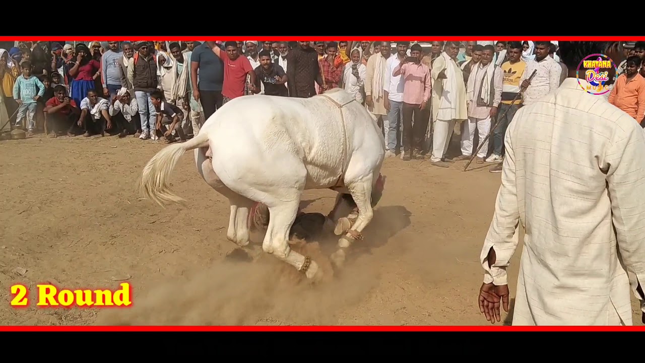 Satish Hathiya Ghodi dance competition jalukie Buraka new dhamakedar Ghodi dance viral video