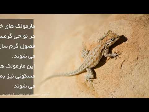 آیا از خطرات وجود مارمولک در خانه اطلاع دارید؟ | سم خارجی و تضمینی ببرای دفع مارمولک