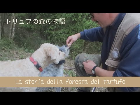 Foresta del Tartufo-San Giovanni d'Asso,SIENA  「シエナ　トリュフの森の物語」