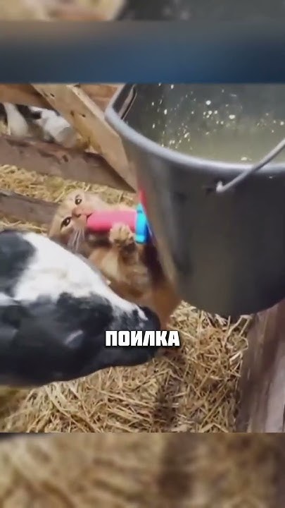 КОТЫ ЛЮБЯТ МОЛОКО - YouTube