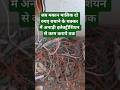 सस्ता इलेक्ट्रीशियन ऐसे ही काम करता है || how to do house wiring || #shorts || #housewiring || #wire