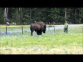 Playing Chicken With a Bison