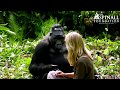 Heart-warming moment Damian Aspinall's wife Victoria is accepted by wild gorillas OFFICIAL VIDEO