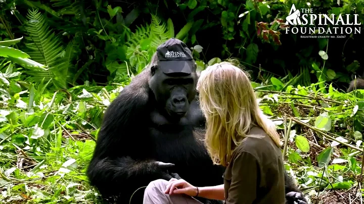 Heart-warming moment WILD GORILLAS accept Damian A...