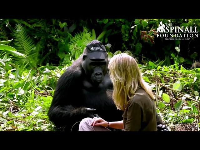 Heart-warming moment WILD GORILLAS accept Damian Aspinall's wife Victoria - OFFICIAL VIDEO class=