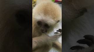 Adorable Little Baby Monkey Sucking Thumb! So Cute! #conservationsuccess