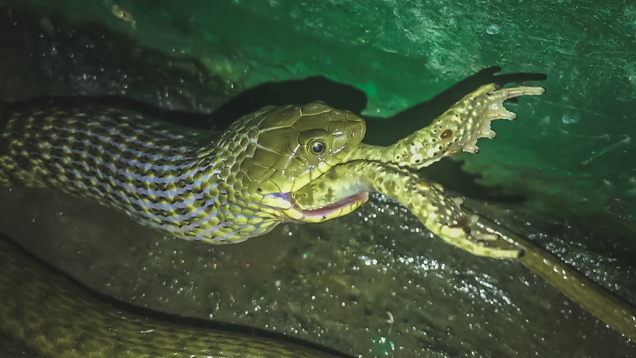 Snake Eating a Toad! Checkered Keelback Rescue Davi's Fall