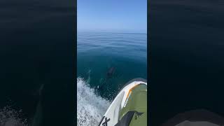 Jetski Rider Encounters Pod of Dolphins