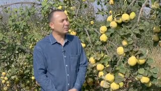 картинка: Интенсив боғ ташкил қилган пискентлик боғбон сирлари | Mening bog'im