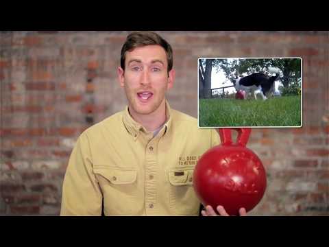 Іграшка для собак Jolly Pets TUG-N-TOSS гиря 25 см Червоний (510RD), видео 5