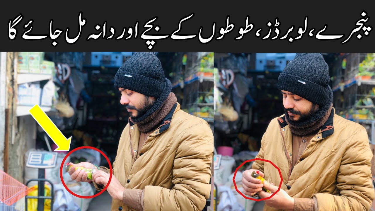 College Road Birds Market Rawalpindi Birds Cages,Albino,Par blue love birds prices, Talking