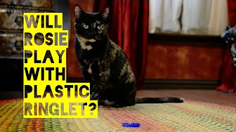 What Will Kitty Do? - YouTube