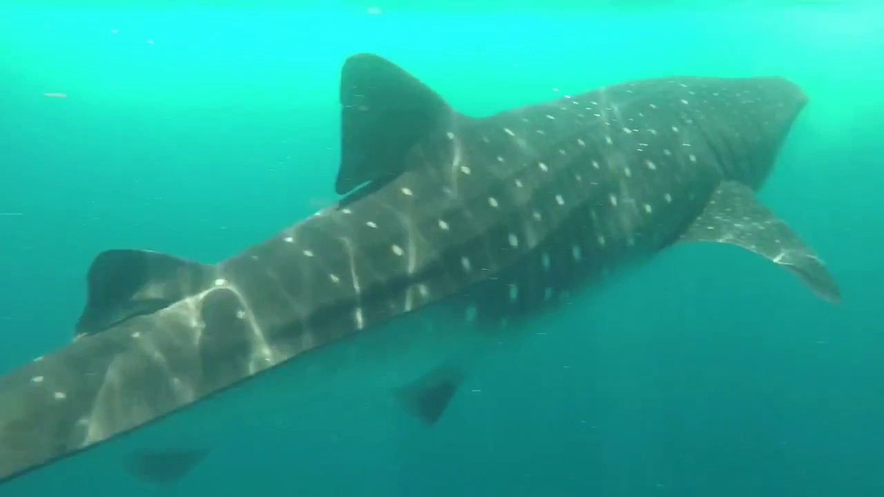 Cozumel 2018 Whale Sharks and Scuba Diving YouTube
