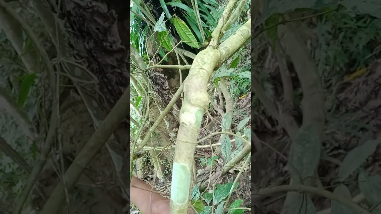 Croses na bagun/ @ KabidangD