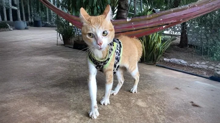 Video 11699261: cats kitten funny catlover, cats catlover kitten cute, funny cats kittens funniest, cat little kitten funny