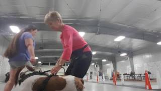 Flyball Introduction: practice drills