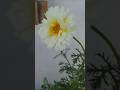 I Grew A Chrysanthemum Plant In My Garden #flowergarden #gardeningwithshivani05 #chrysanthemum