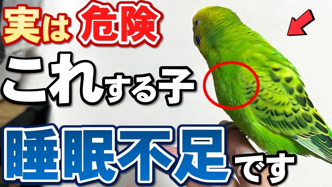 【保存版】睡眠が不足してるセキセイインコが見せる仕草とその対処