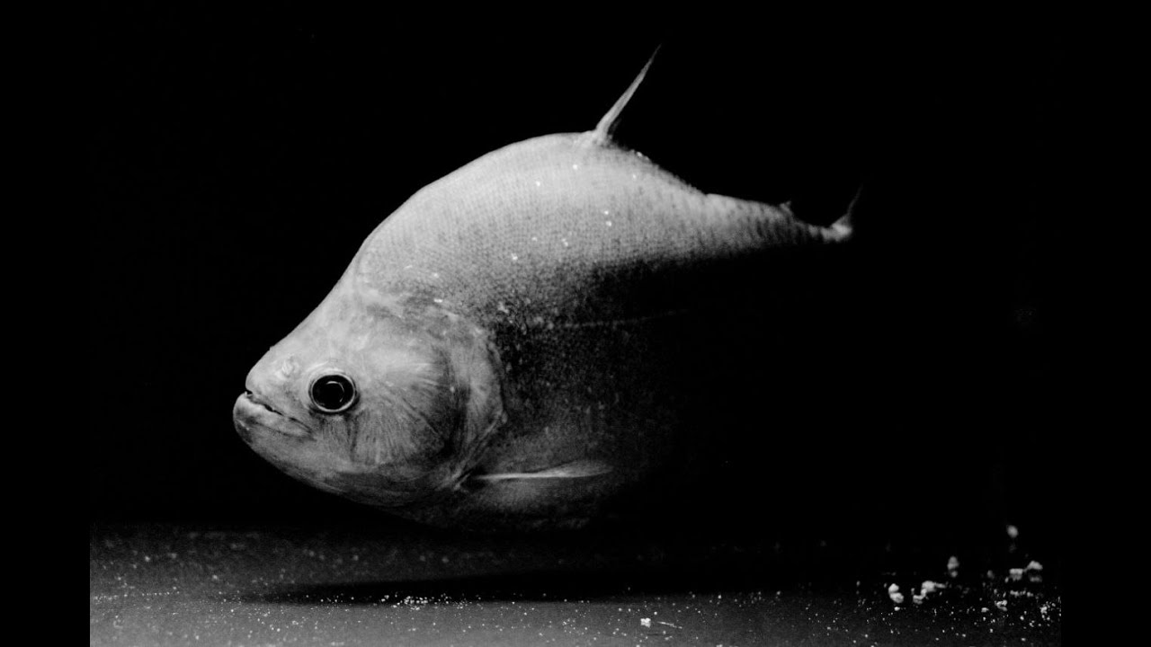 How to keep a black diamond piranha