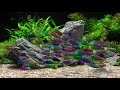 Dream Aquarium - Labidochromis Fantasia (4K)