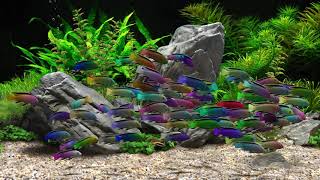 Dream Aquarium - Labidochromis Fantasia (4K)