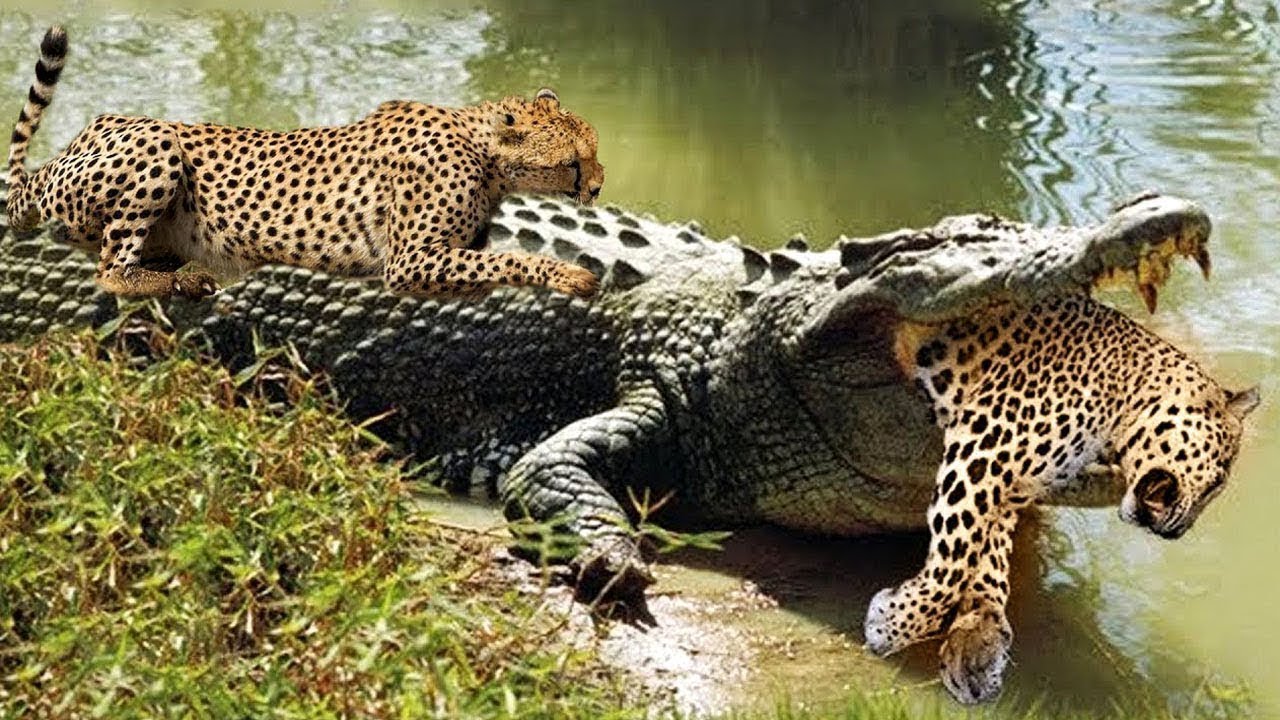 Cheetah vs Eagle, Lion Vs Hyenas - Cheetah Don't Escape From Crocodile