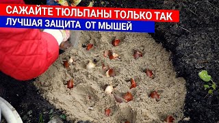 Сажайте тюльпаны только так - лучшая защита от мышей