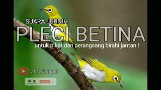 SUARA PIKAT PLECI BETINA DAN PANCINGAN BIRAHI PLECI JANTAN AGAR MAU BUNYI !!