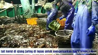 Dokumenter kerja di kapal trawl oprasi cumi di perairan samudra hindia