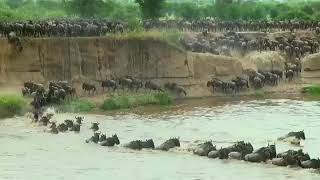 The great wildebeest Migration Live update 07 October 2019