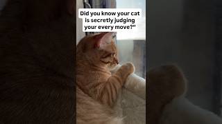 Your cat is silently judging you #CatBehavior #CatLanguage #CatTips #PetCare #CatOwners #FelineFacts