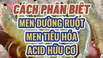 CÁCH PHÂN BIỆT MEN ĐƯỜNG RUỘT, MEN TIÊU HÓA VÀ ACID HỮU CƠ CHO TÔM | Trương Anh Quang Official