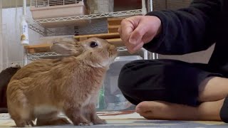 I had a serious duel with the strongest rabbit in the fight. (No