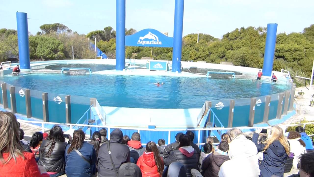 Aquarium Mar del Plata Septiembre 2016 - Delfines