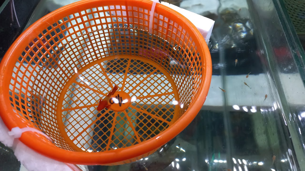 Cara perawatan anakan guppy albino koi red ear biar ga mati satu persatu