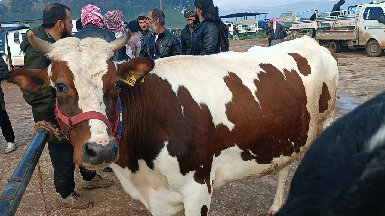 سوق البقر في بشمارون عجلات بقر حركة السوق بتاريخ 2/20لتواصل 994408588064+